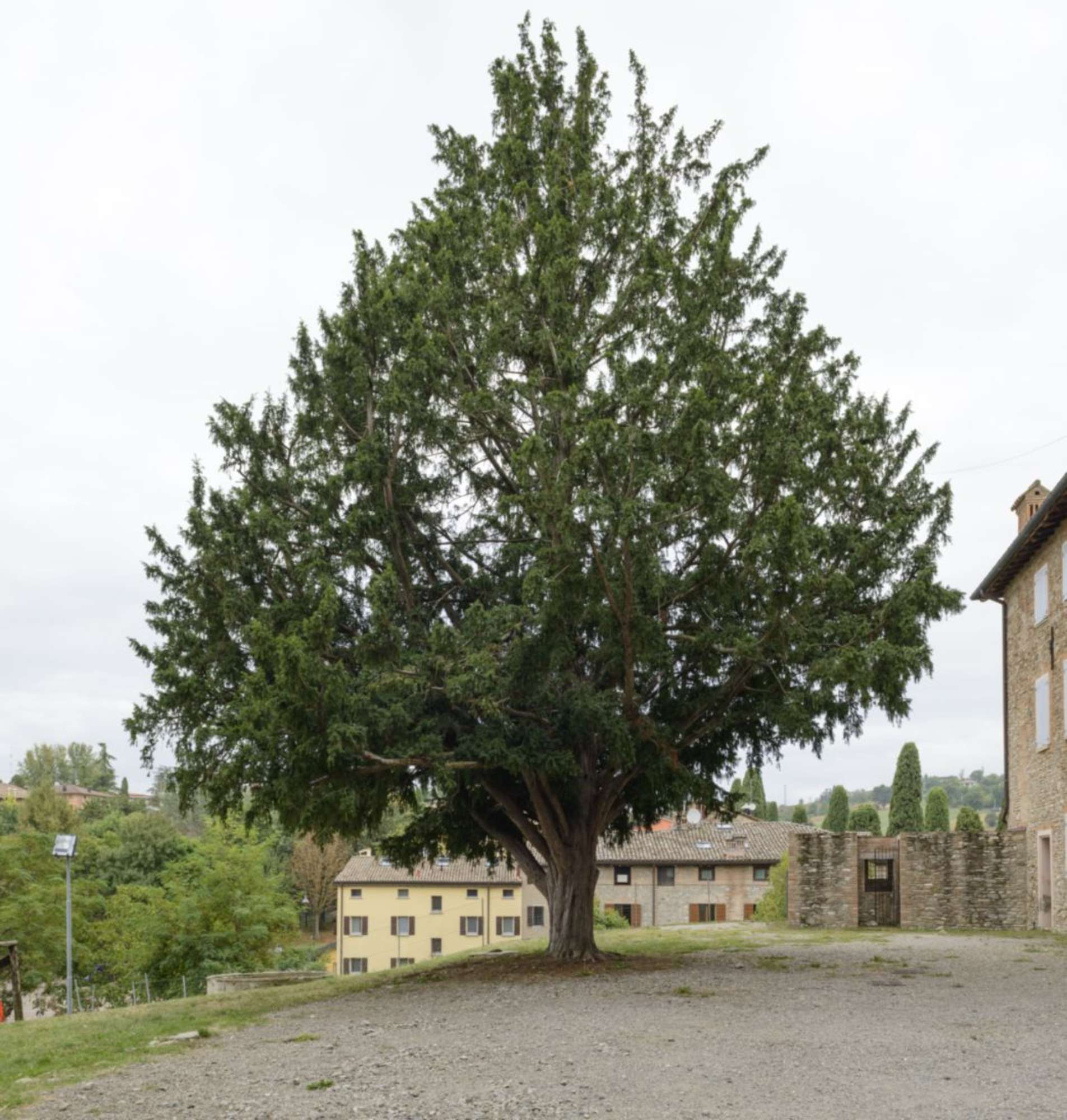 Tasso_Castelvetro di Modena_SCA3366
